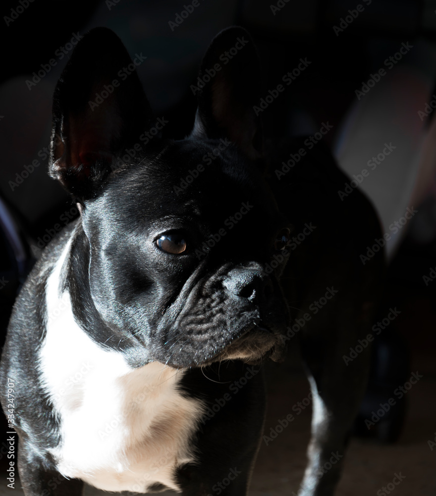 Black french bulldog close up