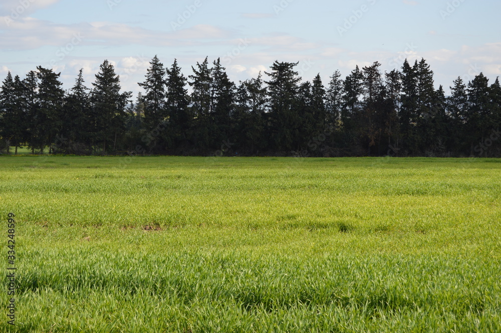 Fototapeta premium Algerian Prairies by spring, Africa