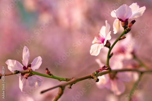 beautiful spring landscape - blooming trees  bright pink and white flowers as background
