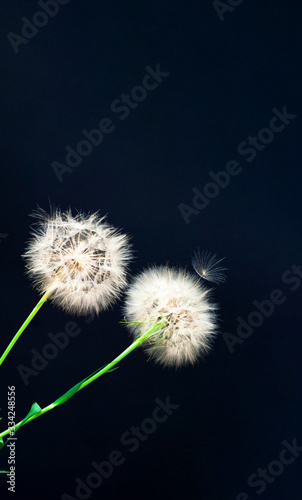 Creative black background with white dandelions inflorescence.