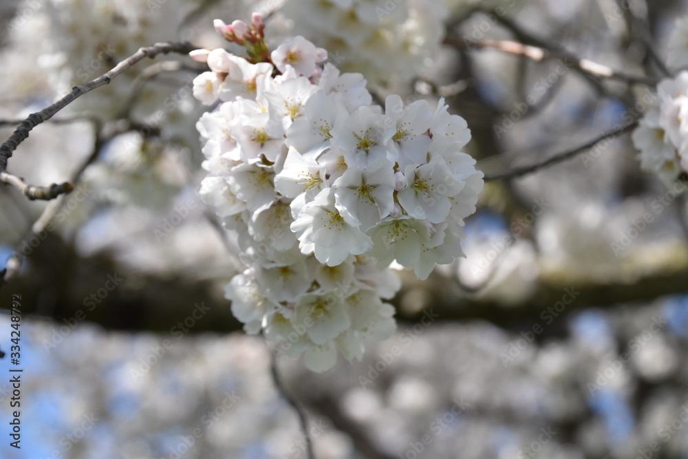 beautiful white cherry blossom trees in spring bloom beautiful white cherry blossom trees in spring bloom