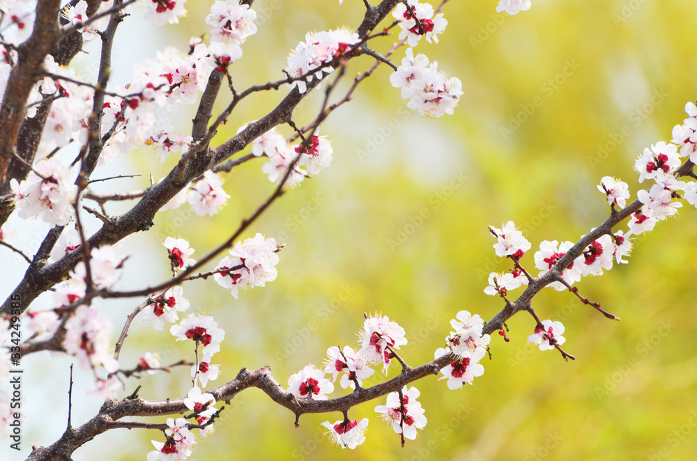 Spring white blossom of tree , park ,nature photo 