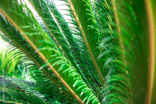 bright green palm leaves