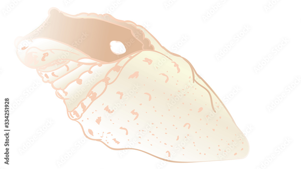 Decorative seashell design Decorative seashell design
