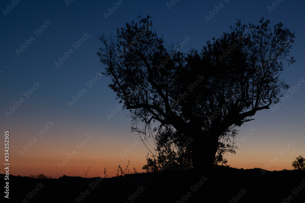Tree in the shape of heart, sunset background with colors gradient