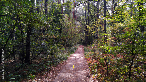 Alley in the summer forest