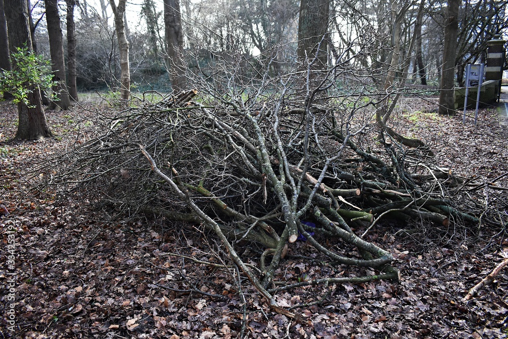 Pile of cut down tree branches lying in the Park. Pile of cut down tree branches lying in the Park.
