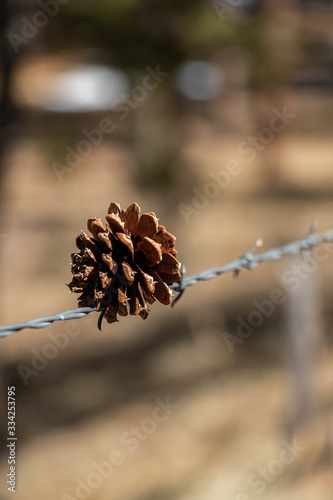 pine cone on a fence