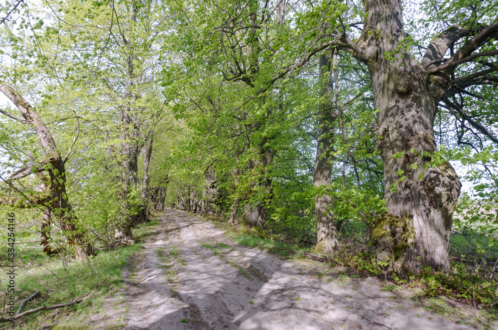 Forest Trail. A road in the woods. A forest alley. Old beautiful trees. Forest Trail. A road in the woods. A forest alley. Old beautiful trees.