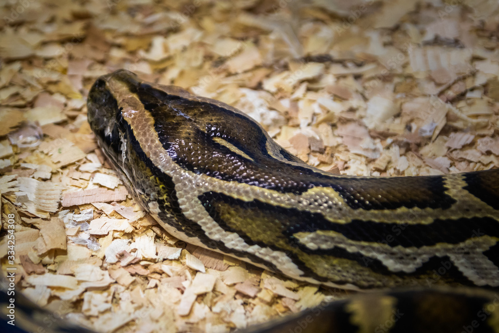Snake in the terrarium in a zoo Snake in the terrarium in a zoo