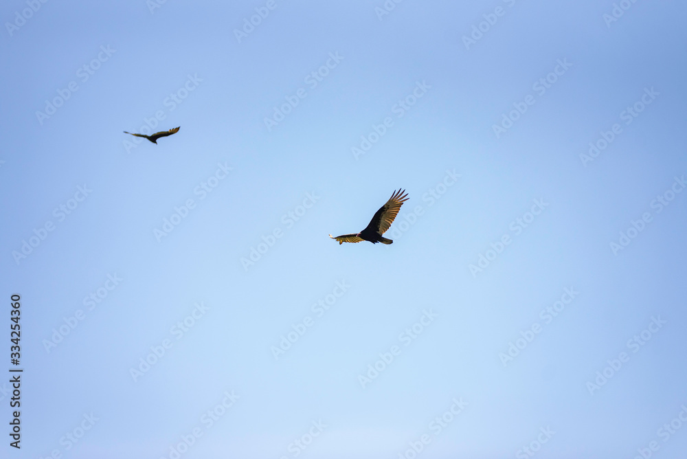 Fototapeta premium Turkey Vultures Overhead in Inverness
