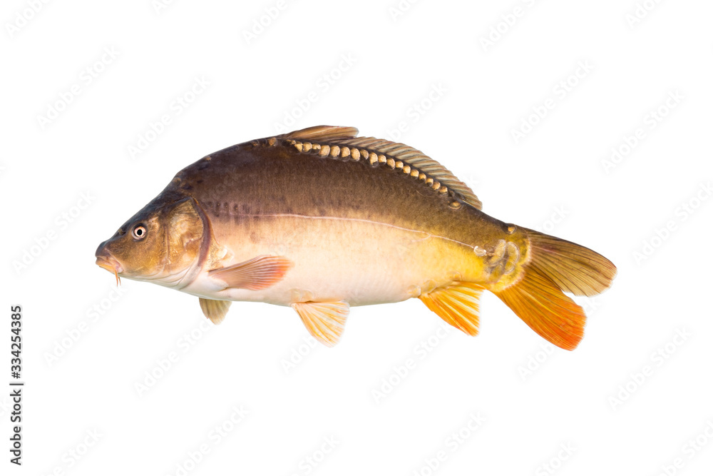 Mirror carp are a type of fish, commonly found in Europe. The name 