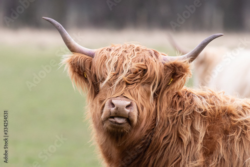A highland cow sticking its tongue out photo