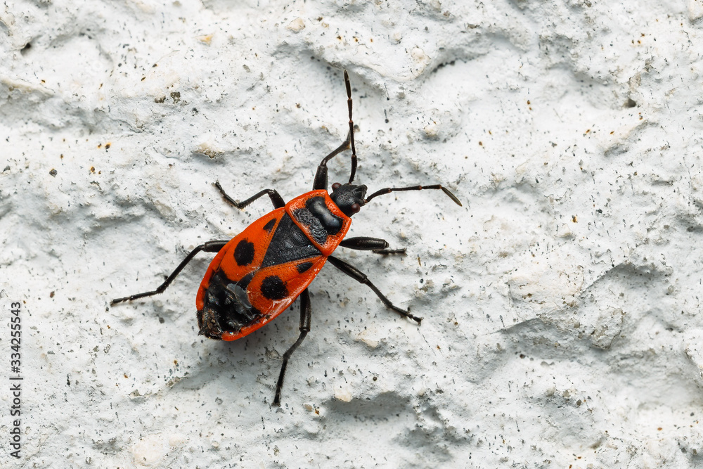 Obraz premium Feuerkäfer