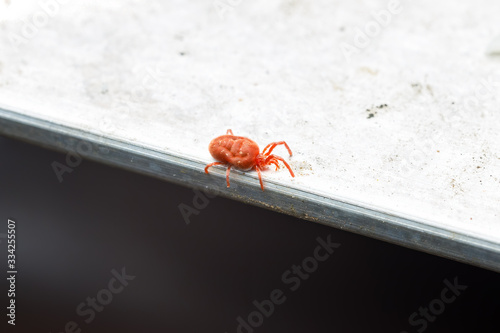 Rote Samtmilbe (Trombidium holosericeum)