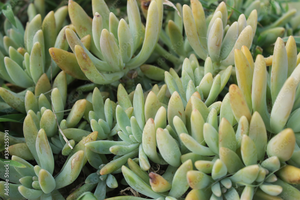 Succulent Plant Succulent Plant