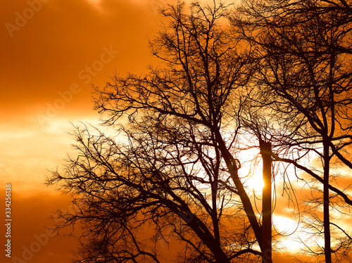 Dramatic silhouette of spring trees background