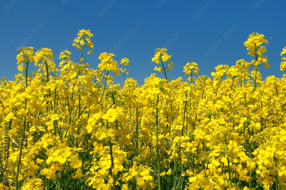 detail of flowering rapeseed canola or colza field detail of flowering rapeseed canola or colza field