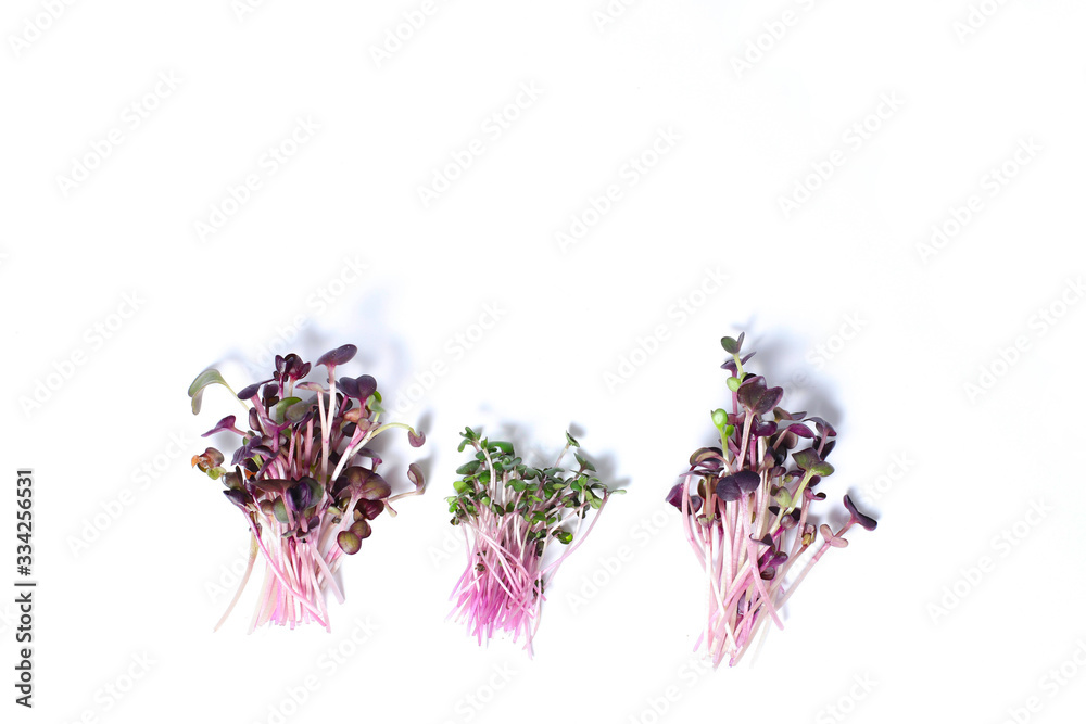 Micro greens radish and cabbage Micro greens radish and cabbage