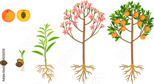Life cycle of peach tree isolated on white background. Plant growing from seed to peach tree with ripe fruits and root system