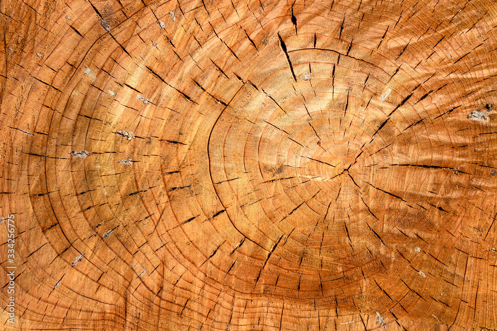 Fototapeta premium Weathered wooden texture