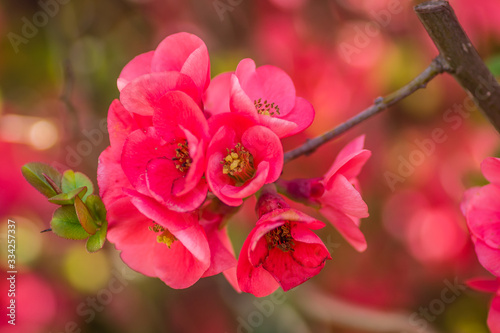 Blooming flowers Japanese quince tree 