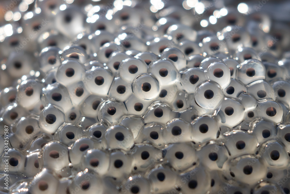A close up view of frog spawn in the morning sun A close up view of frog spawn in the morning sun