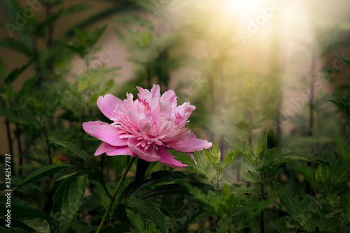 Blooming spring peony flower in fabulous garden on mysterious fairy tale springtime floral sunny background with sun light beams and rays  fantasy amazing nature landscape with pink peonies bloom