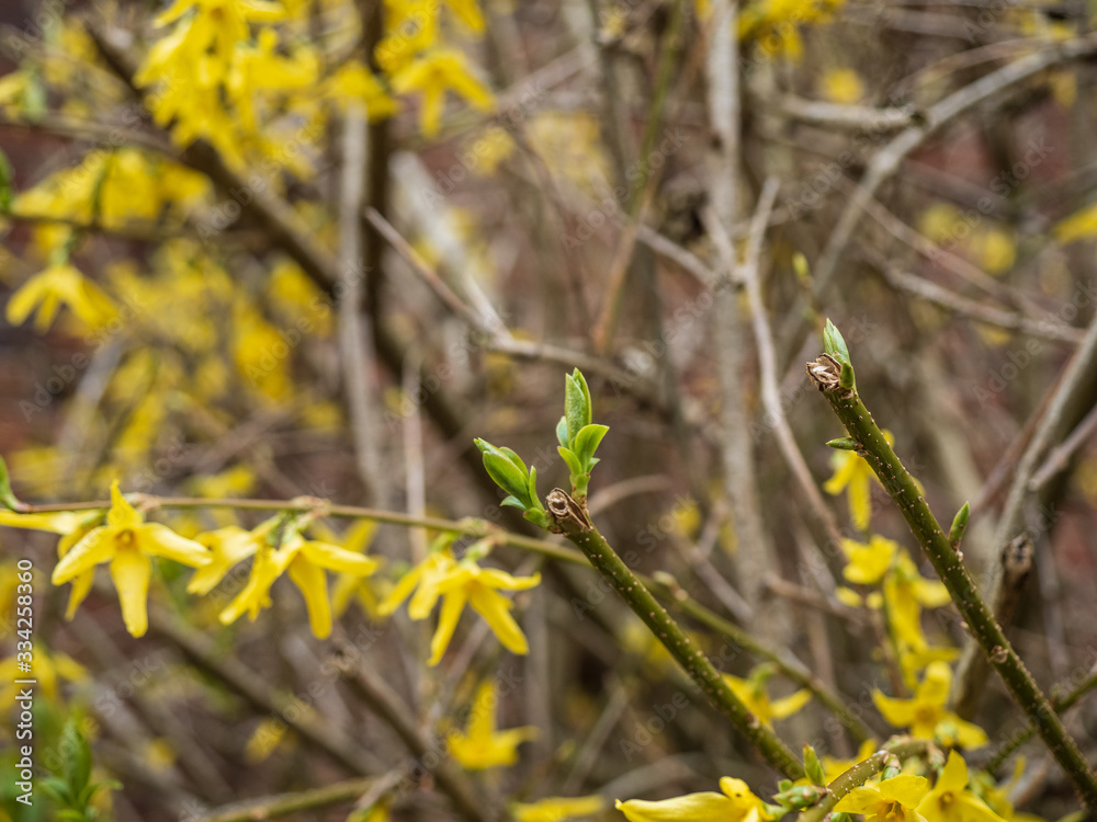 Yellow flower heads and a green shoot Yellow flower heads and a green shoot
