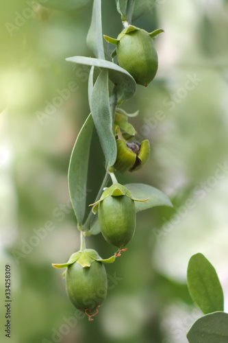Jojoba Früchte am Zweig - Simmondsia chinensis