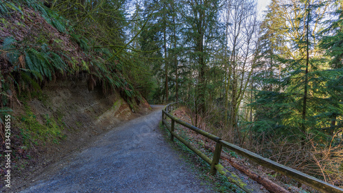 meandering forest trail - BC portion of TransCanada Trail