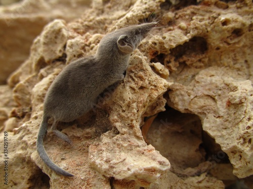 Canvas Print Closeup shot of a grey white-toothed pygmy shrew in Maltese Islands