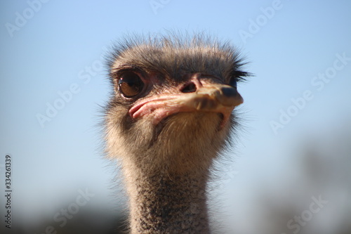 Curious ostrich portrait with big eyes looking into the camera intrigued.