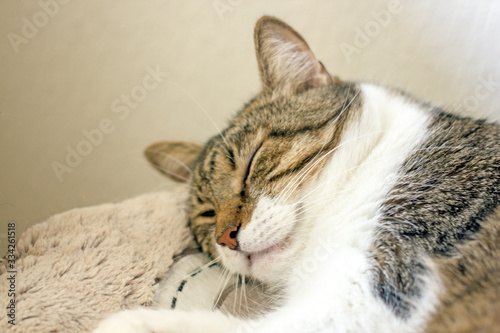 Beautiful sleeping cat close-up. Closeup cat portrait with green eyes, red nose, striped hair