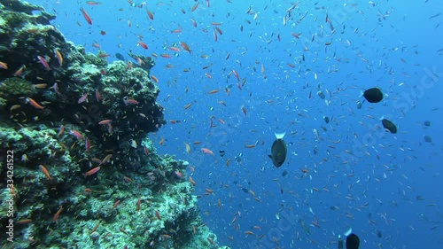 POV Scuba diving in a Maldives coral reef Little red reff fishes un blue water photo