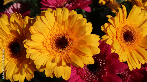 close-up of yellow gerbera daisy flower in a bouquet with pink gerbera