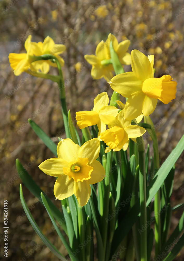 Obraz premium blooming daffodils in spring in the garden
