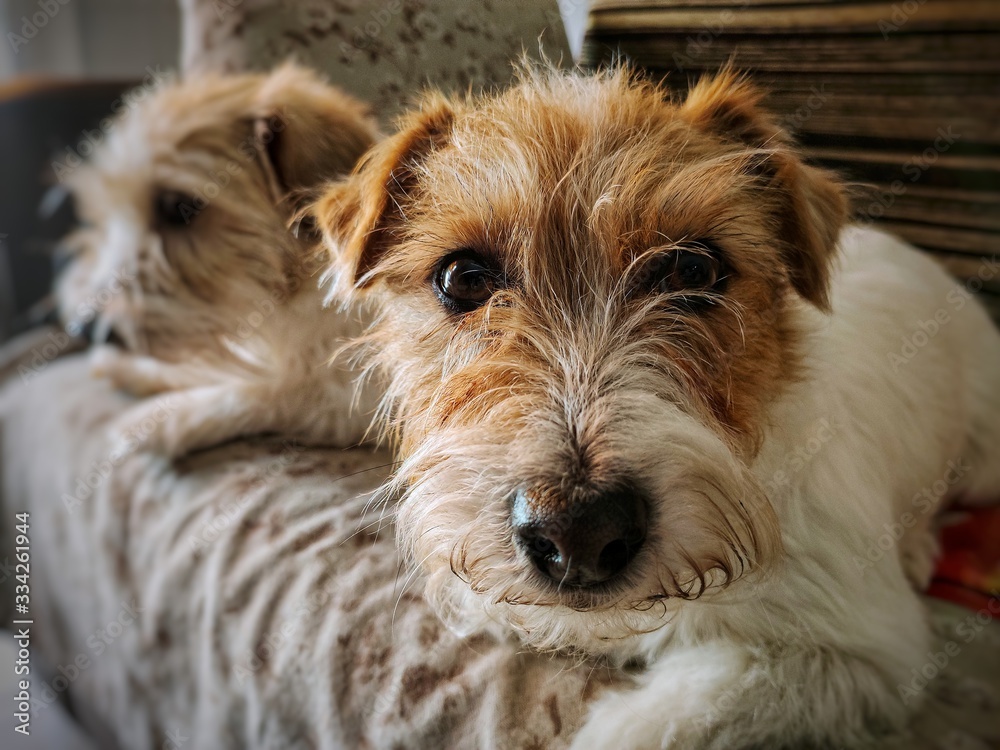 Two cute Jack Russell Terrier dog resting on the couch, one of them looking at the camera directly. Two cute Jack Russell Terrier dog resting on the couch, one of them looking at the camera directly.