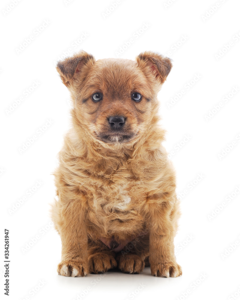 One little dog. One little dog.