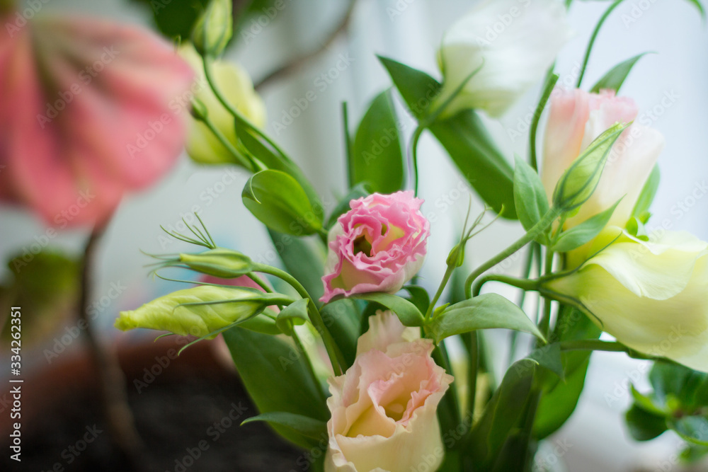 spring flowers blossom in the garden spring flowers blossom in the garden