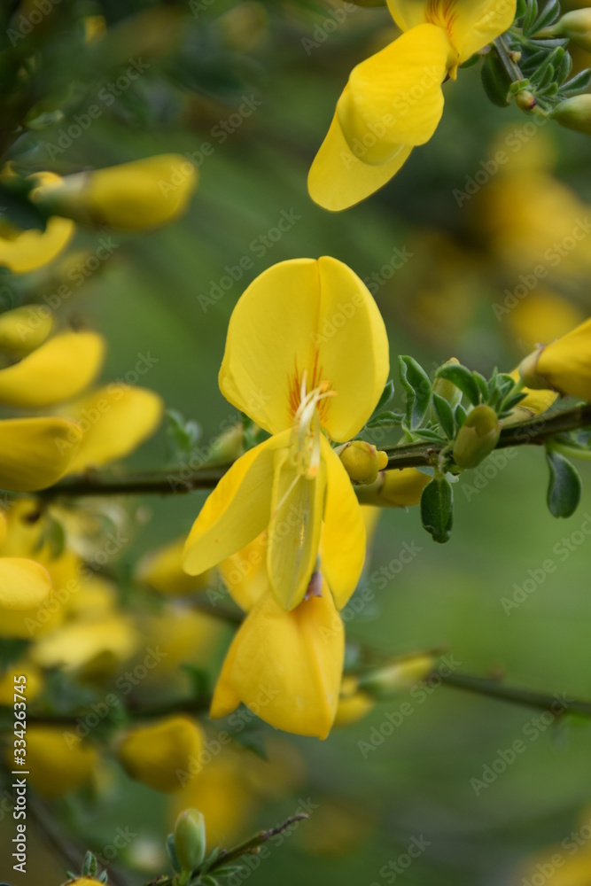 custom made wallpaper toronto digitalFleur au soleil