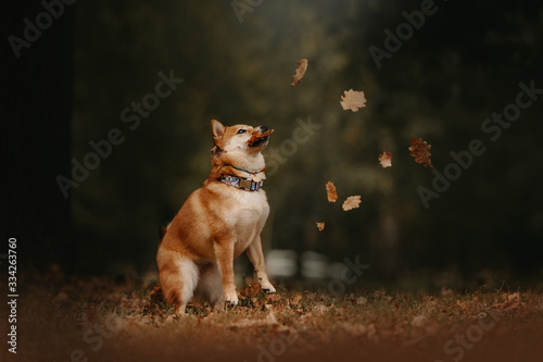funny shiba inu dog catching oak leaves outdoors