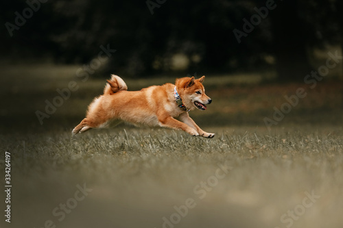 shiba inu dog running outdoors in a collar