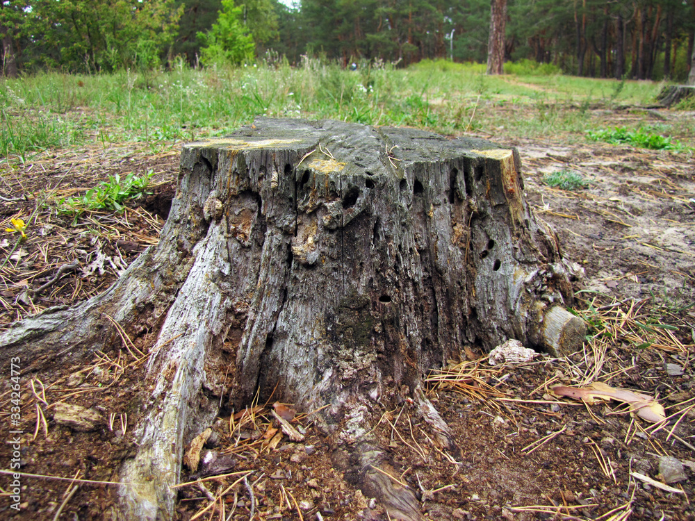 Obraz premium Old stump