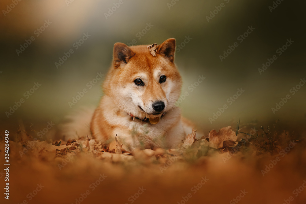 shiba inu dog lying down in fallen autumn leaves