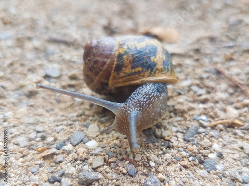 European brown snail or Spotted snail (in german Gefleckte Weinbergschnecke) Cornu aspersum, Helix aspersa, Cryptomphalus aspersus or Cantareus aspersus