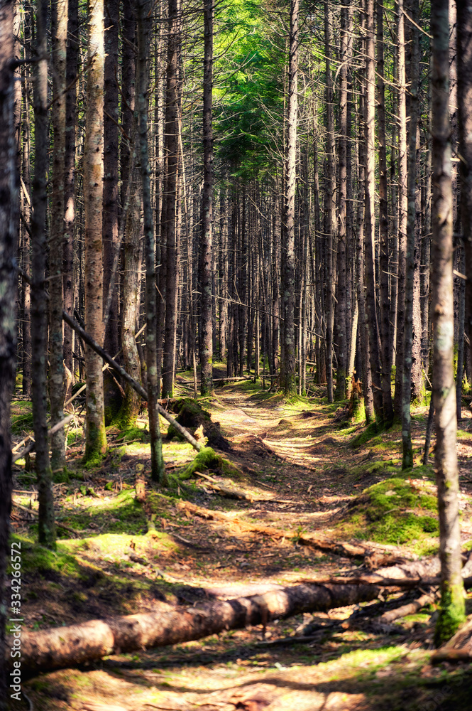 Obraz premium Mystery Path