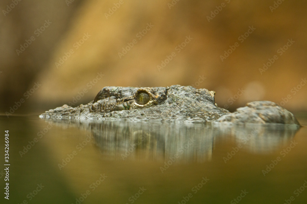 alligator spying for a meal