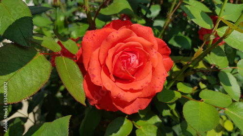 Red rose in garden. Bright red rose flower closeup among lush green foliage of rose bushes. Luxuriant petals of red flower in floral garden.