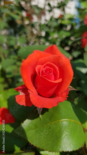 Red rose in garden. Gorgeous red rose flower and fresh green leaf closeup on green blur background. Luxuriant petals of red flower on rose bush in floral garden. Romantic symbol flower.
